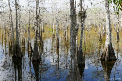 Big Cypress National Preserve, forest, cypress trees in water