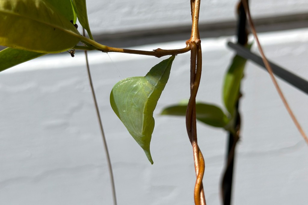 cloudless sulphur chrysalis