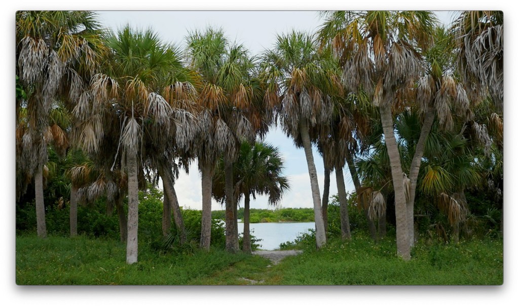 nature, St. Pete, Florida, Moving Still