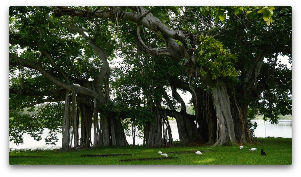 nature, St. Pete, Florida, Moving Still
