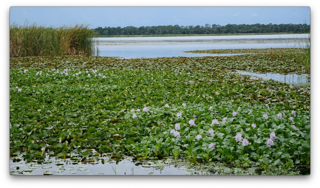 nature, St. Pete, Florida, Moving Still
