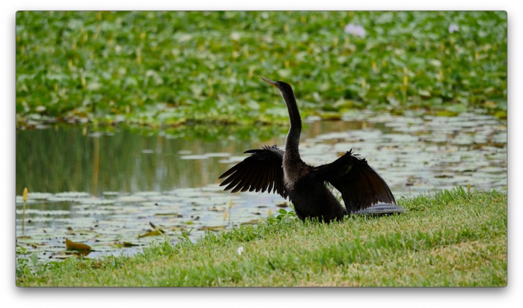 nature, St. Pete, Florida, Moving Still
