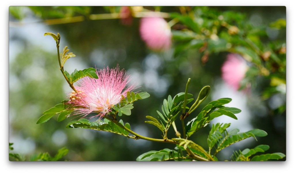 nature, St. Pete, Florida, Moving Still