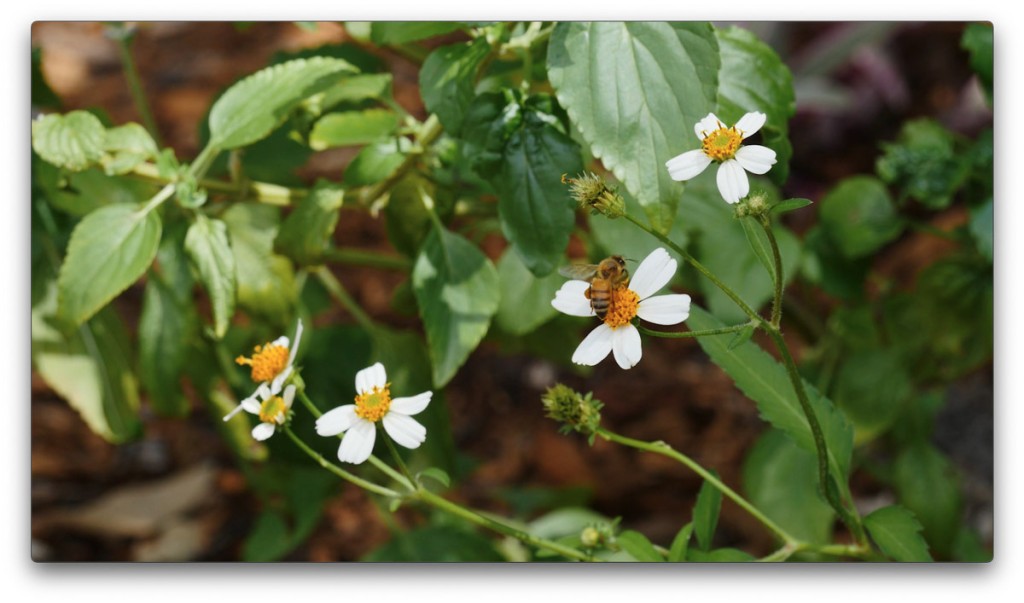 nature, St. Pete, Florida, Moving Still