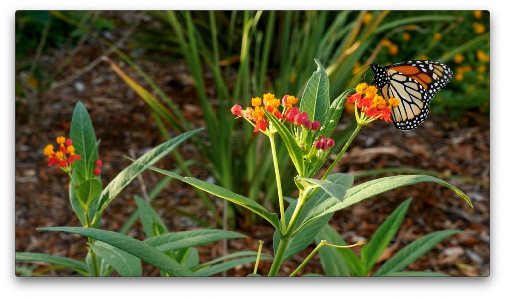 nature, St. Pete, Florida, Moving Still