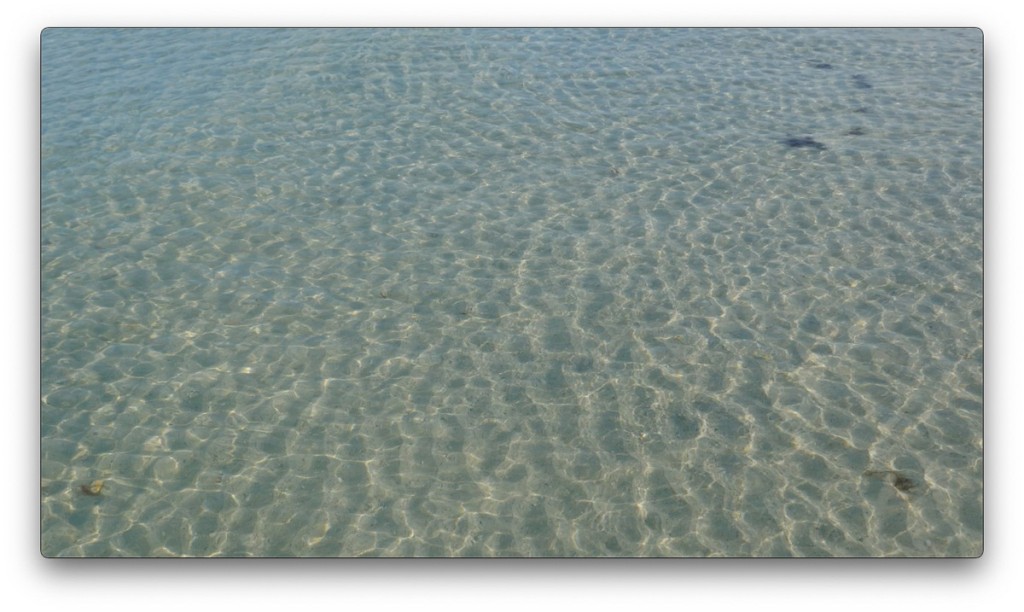 nature, St. Pete, Florida, Moving Still