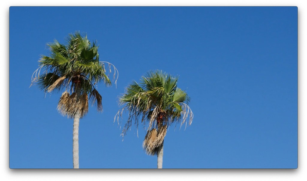 nature, St. Pete, Florida, Moving Still