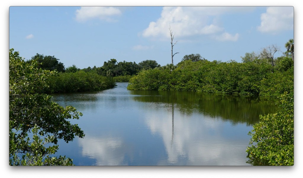 nature, St. Pete, Florida, Moving Still