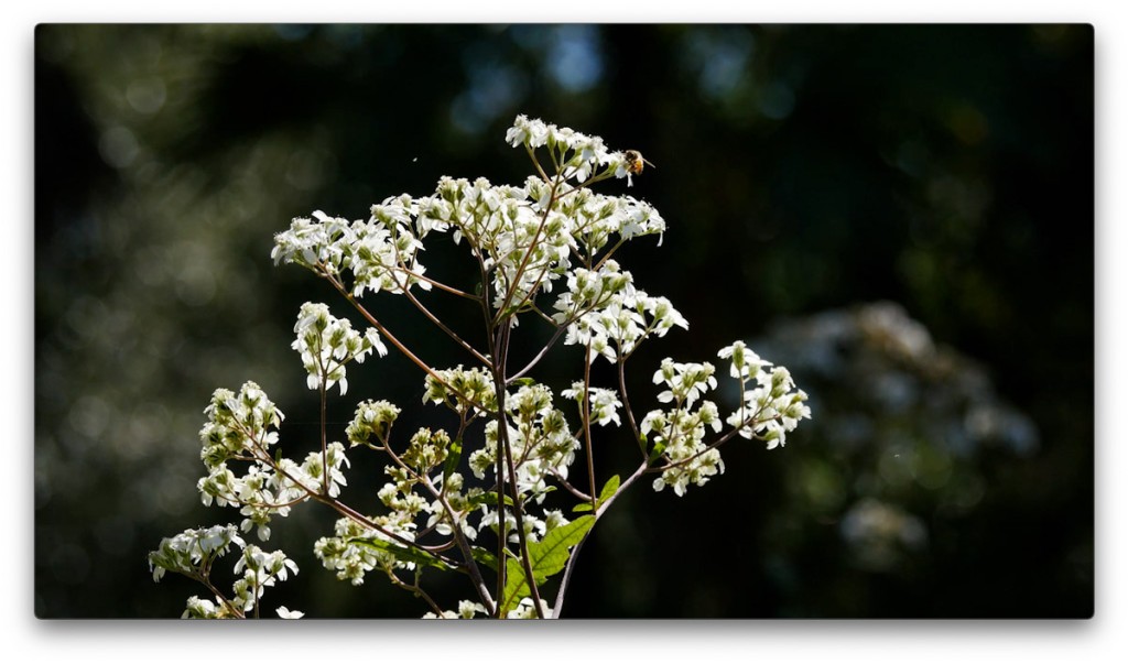 nature, St. Pete, Florida, Moving Still