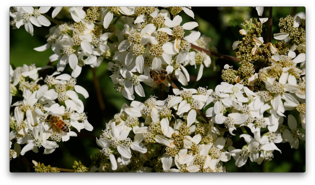 nature, St. Pete, Florida, Moving Still