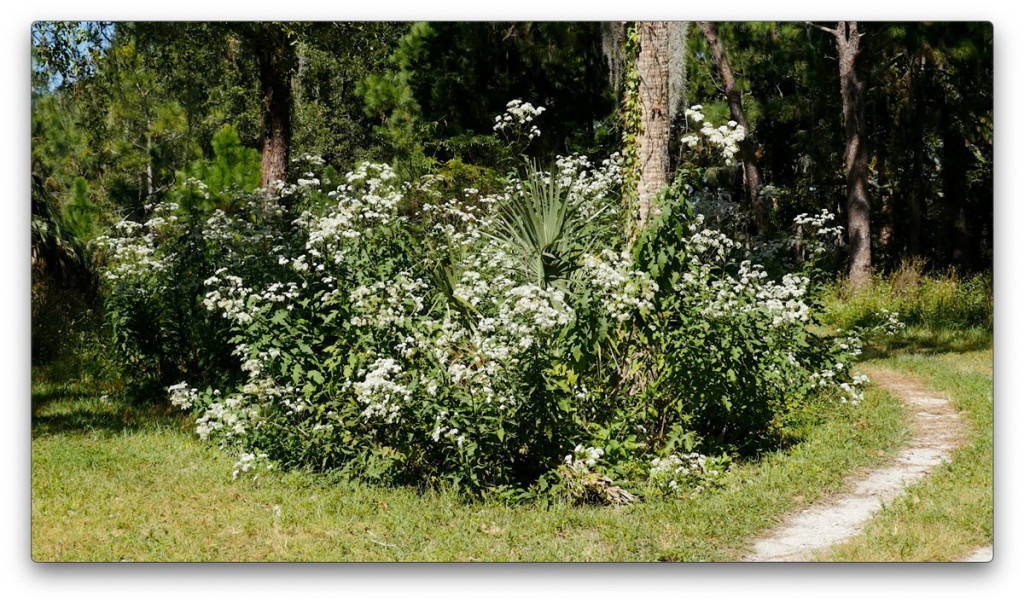 nature, St. Pete, Florida, Moving Still
