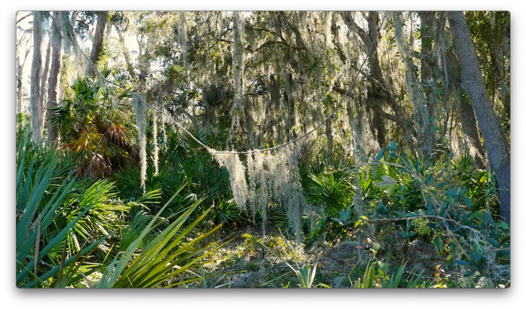 nature, St. Pete, Florida, Moving Still