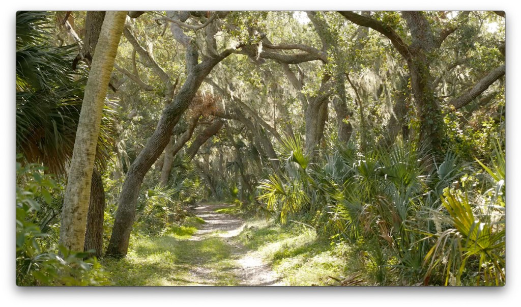 nature, trail, forest, oak trees, St. Pete, Florida, Moving Still