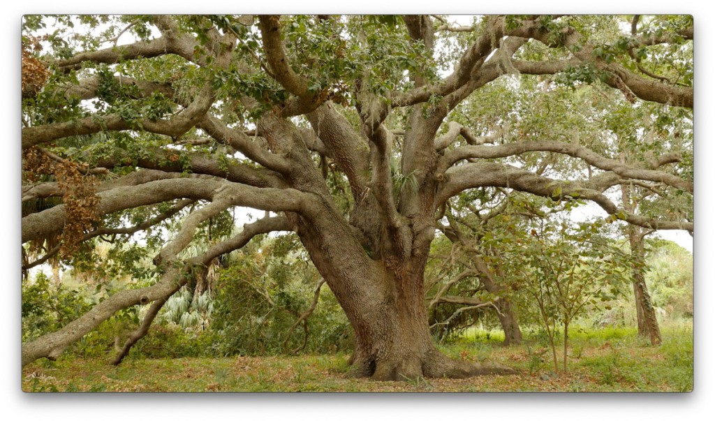 nature, St. Pete, Florida, Moving Still