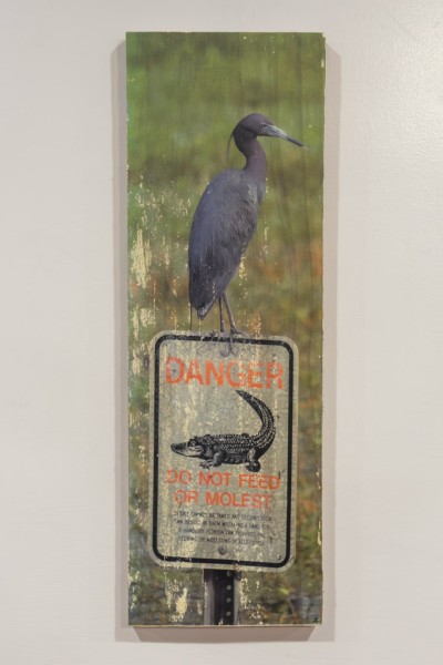 Little Blue Heron, Gator Danger sign, don't feed or molest, photo wood transfer