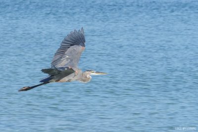 flying bird, Great blue heron in flight
