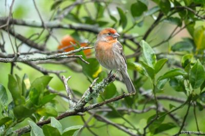 bird, tree, orange house finch in tangerine tree, orange tangerine fruit