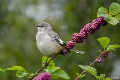 Mockingbird in the Rain on Beauty Berry Bush