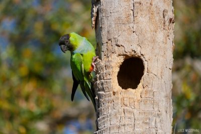 nanday parrot, parakeet, nest, hole, palm tree, historic kenwood, florida