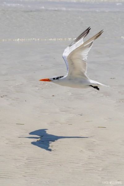 bird, tern, flying with shadow