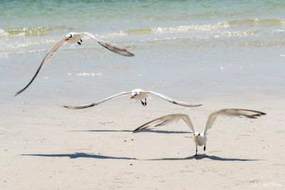 birds, flight, three terns take off