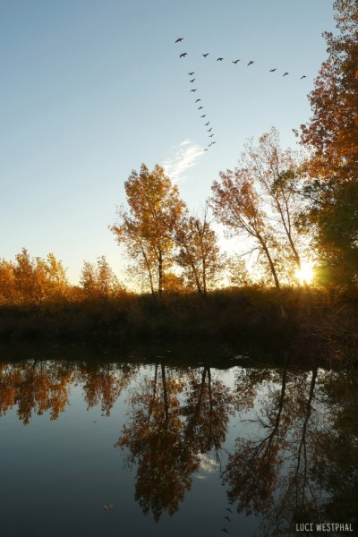 geese formation, reflected, pond, sunset, trees