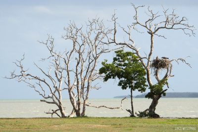 trees, nest, osprey birds, coast, water