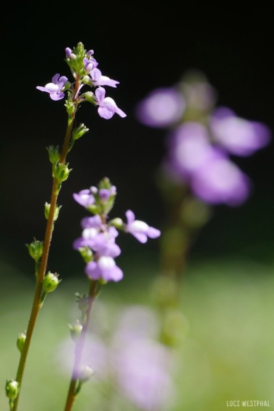 blue toadflax, wildflower, purple bloom