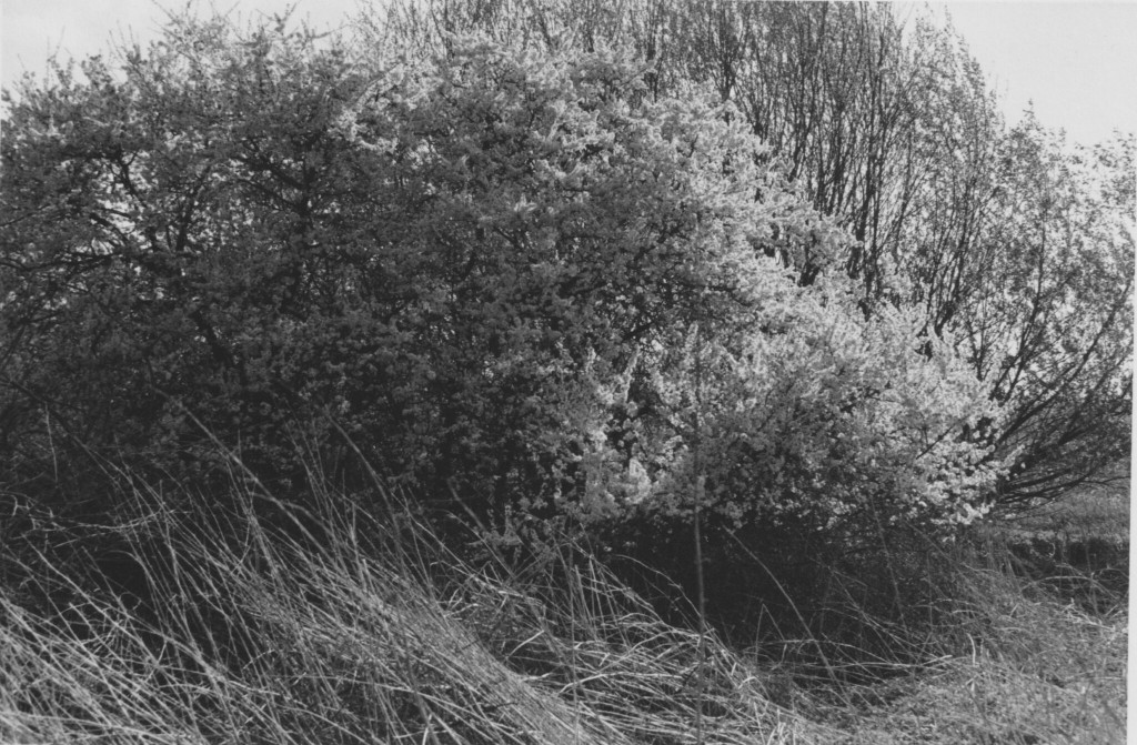 nature photo by Guenter Westphal