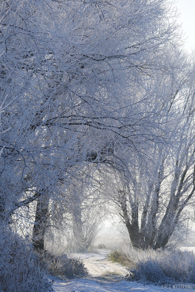 sunny path through snow-covered trees