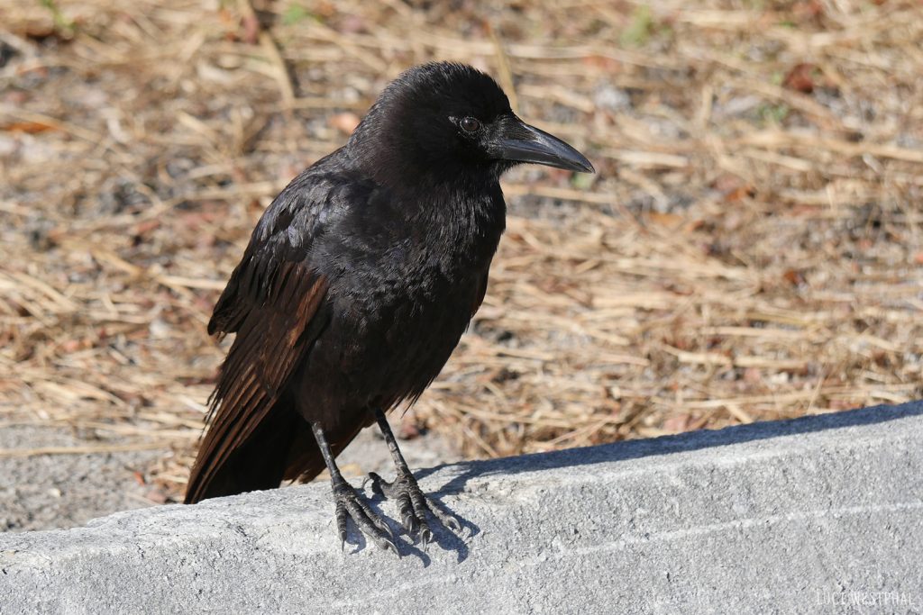Fluffy black crow or raven