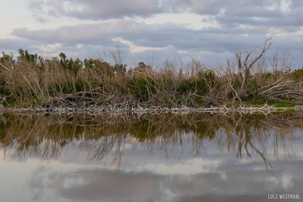 winter tree reflection, Everglades, Florida