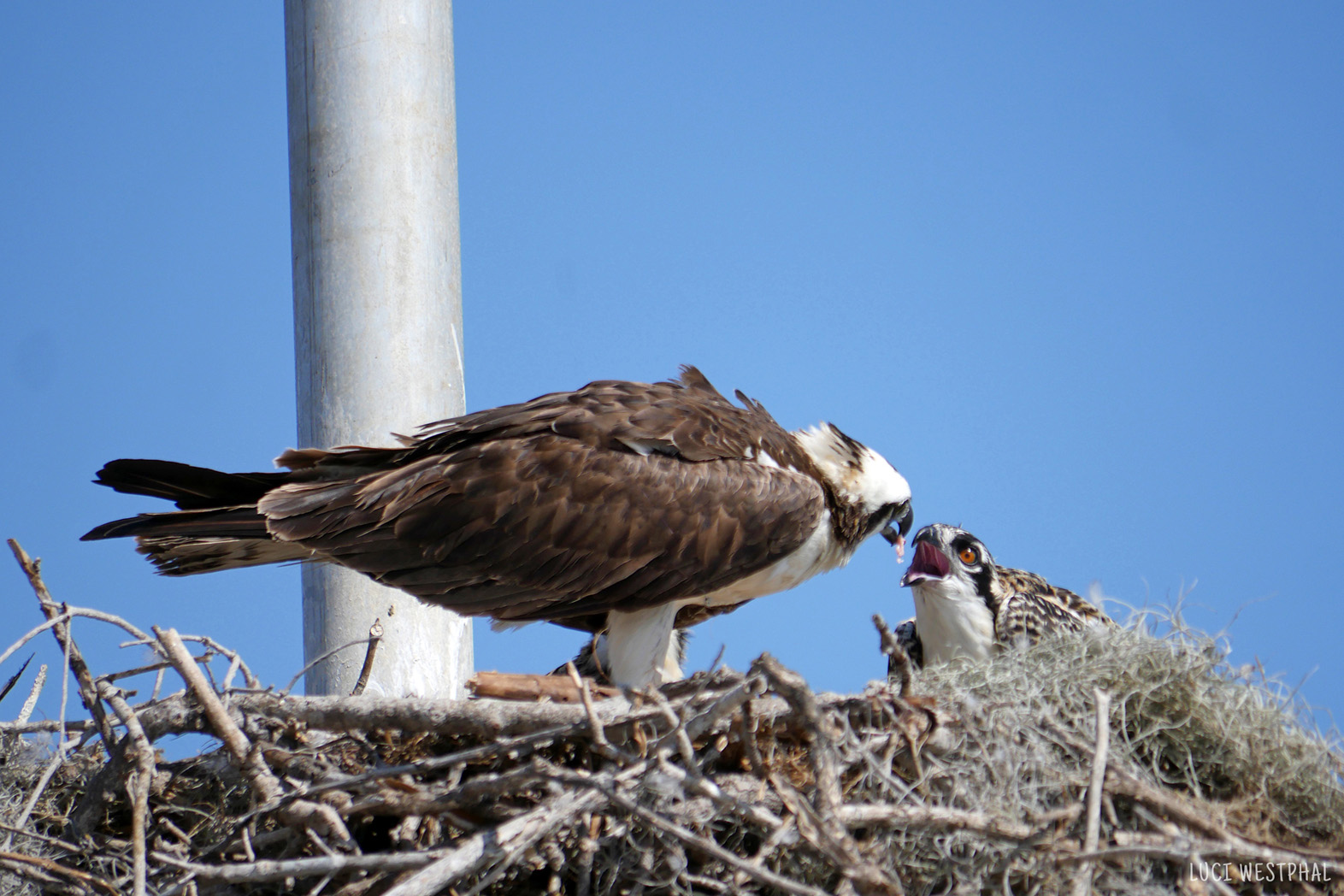 Osprey feeding chick in nest in Flamingo