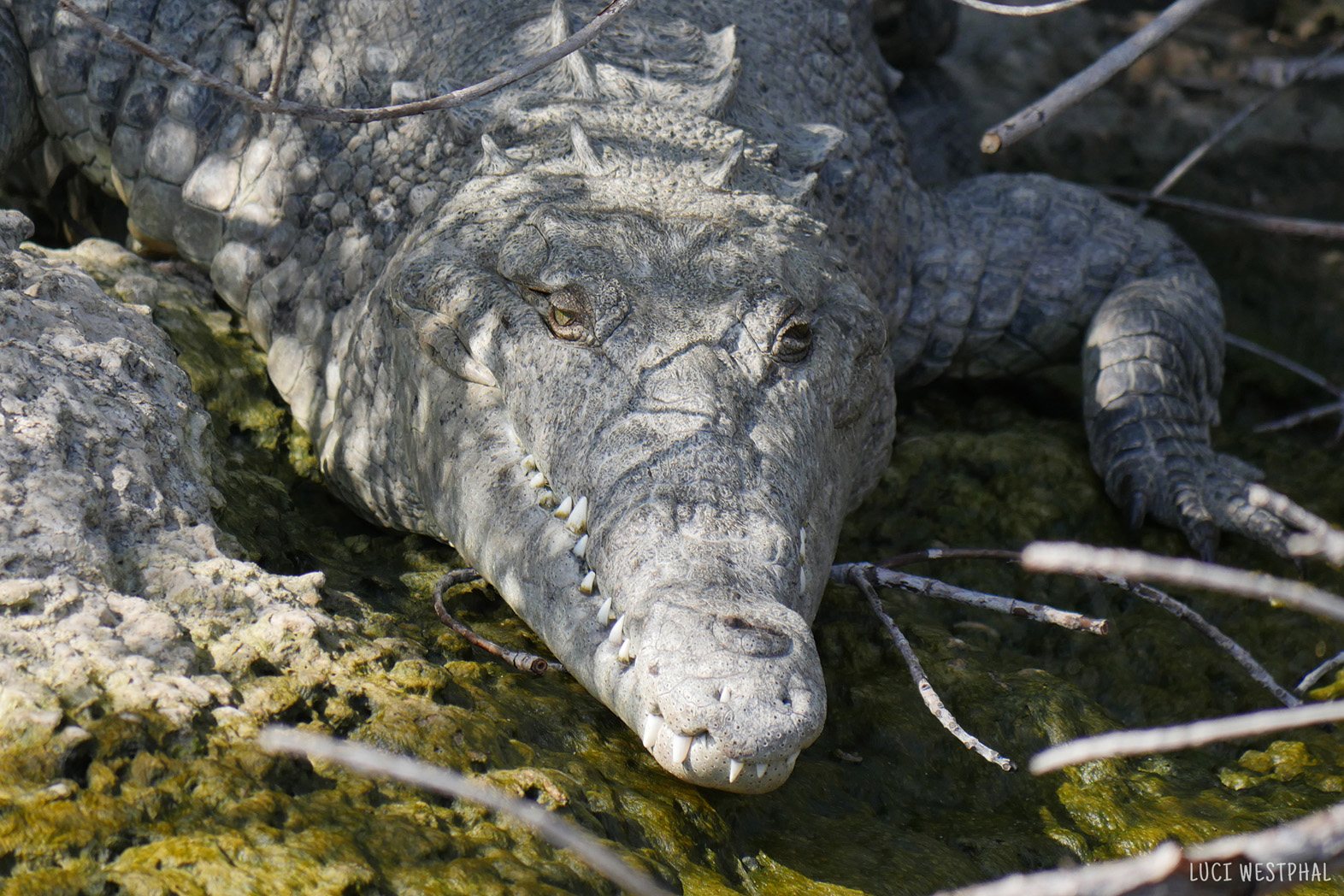 crocodile