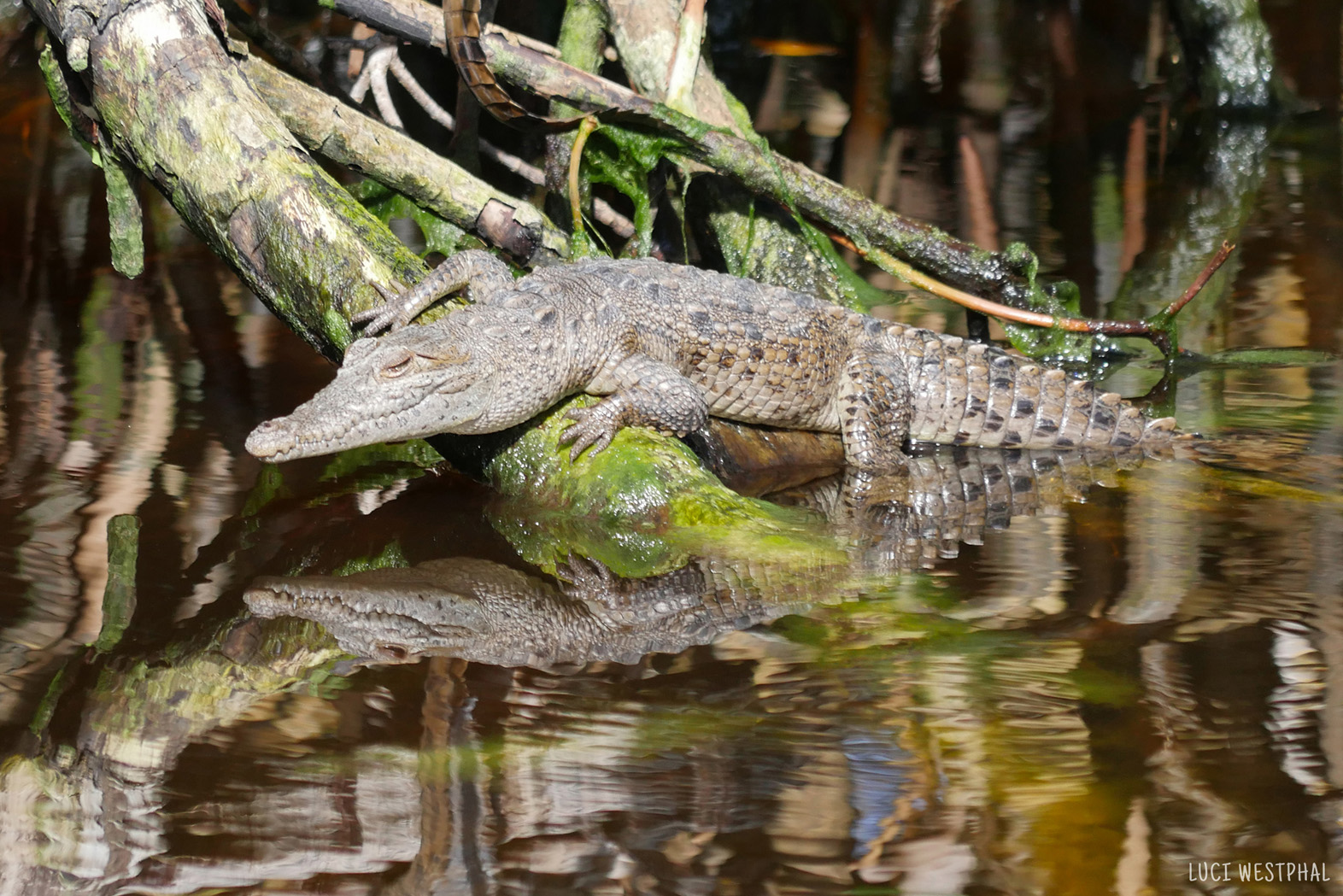 Baby crocodile gazing at its reflection