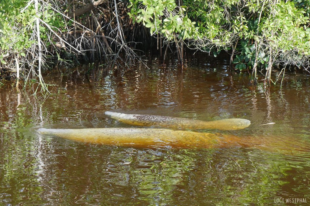 Manatee mother and calf, swimming, Everglades, canal, Flamingo