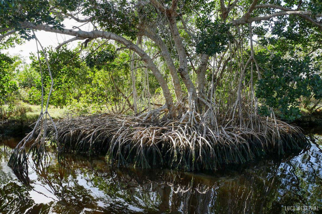 mangrove roots and tree, reflection, Everglades,