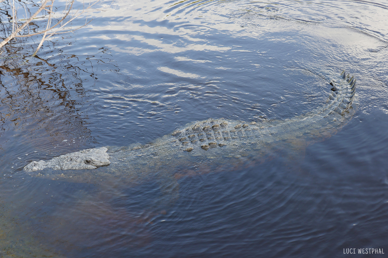 Adult crocodile slowly sliding into brackish water in Flamingo at the south side of the Everglades