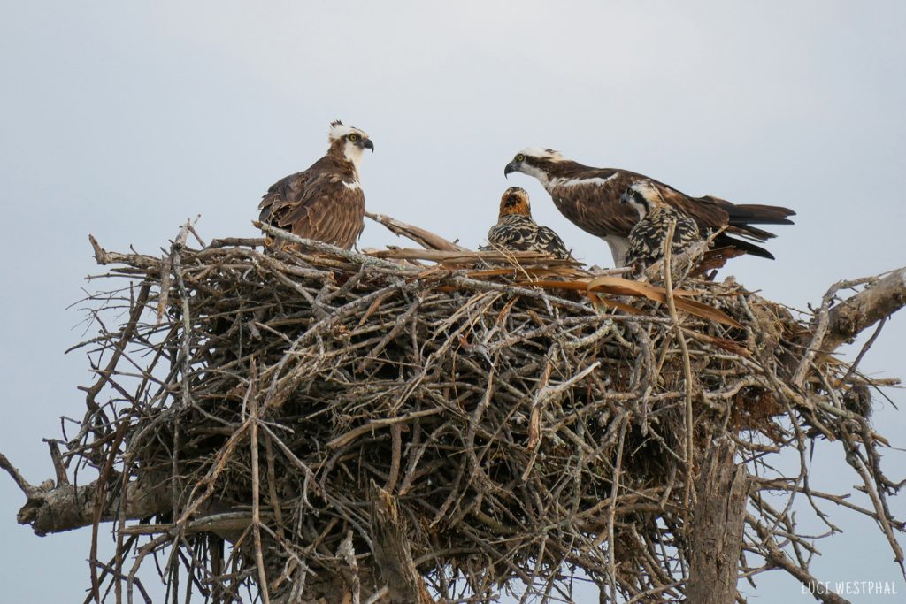 Osprey nest with two adults and two chicks