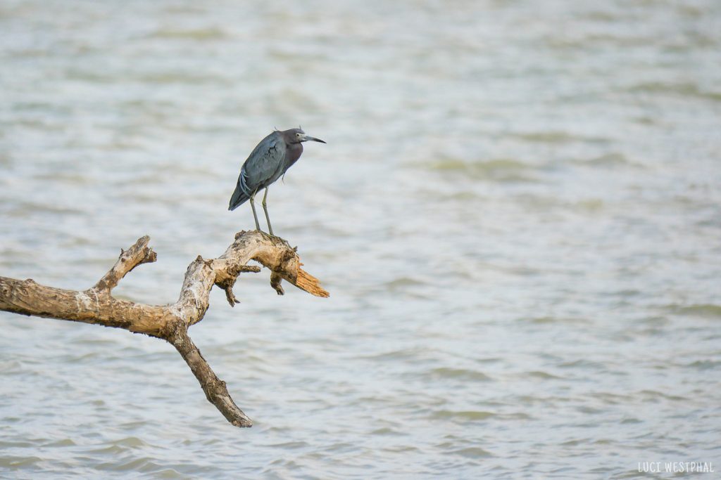 Little Blue Heron on branch over water of the Florida Bay