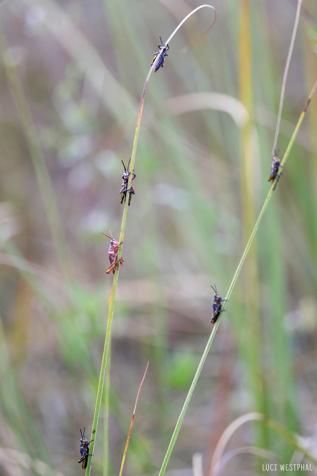 small lubber grasshoppers, red and black, on grass, Everglades