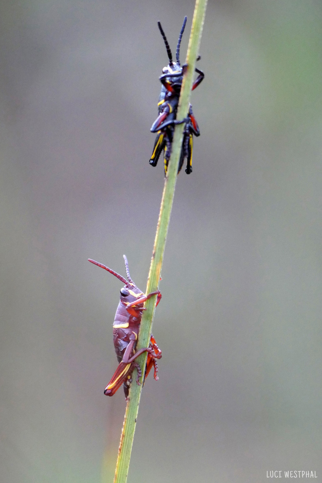 Red and black grasshopper climbing on tall grass, young lubber, Florida, Everglades