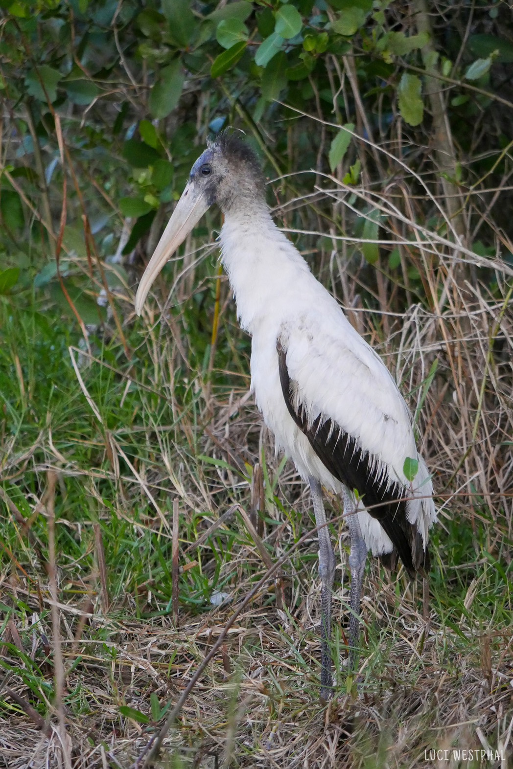Wood Stork