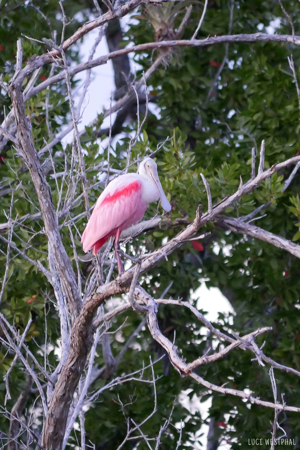 Roseate Spoonbill settling in a tree for the night, dusk