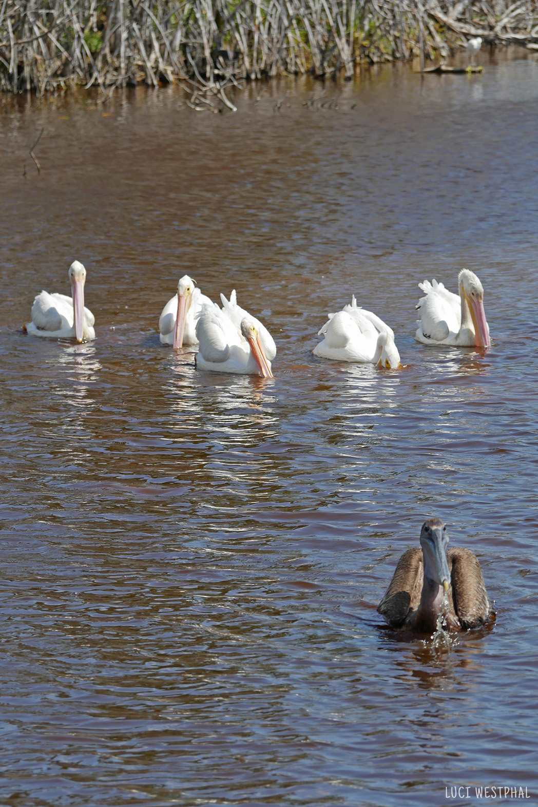 Florida yearlong native grey pelican swimming in front of a flock of migrating white pelicans in Florida for the winter