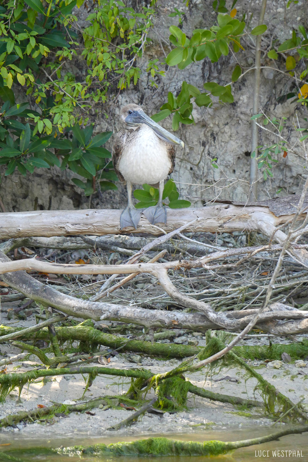 brown pelican on tree, big feet