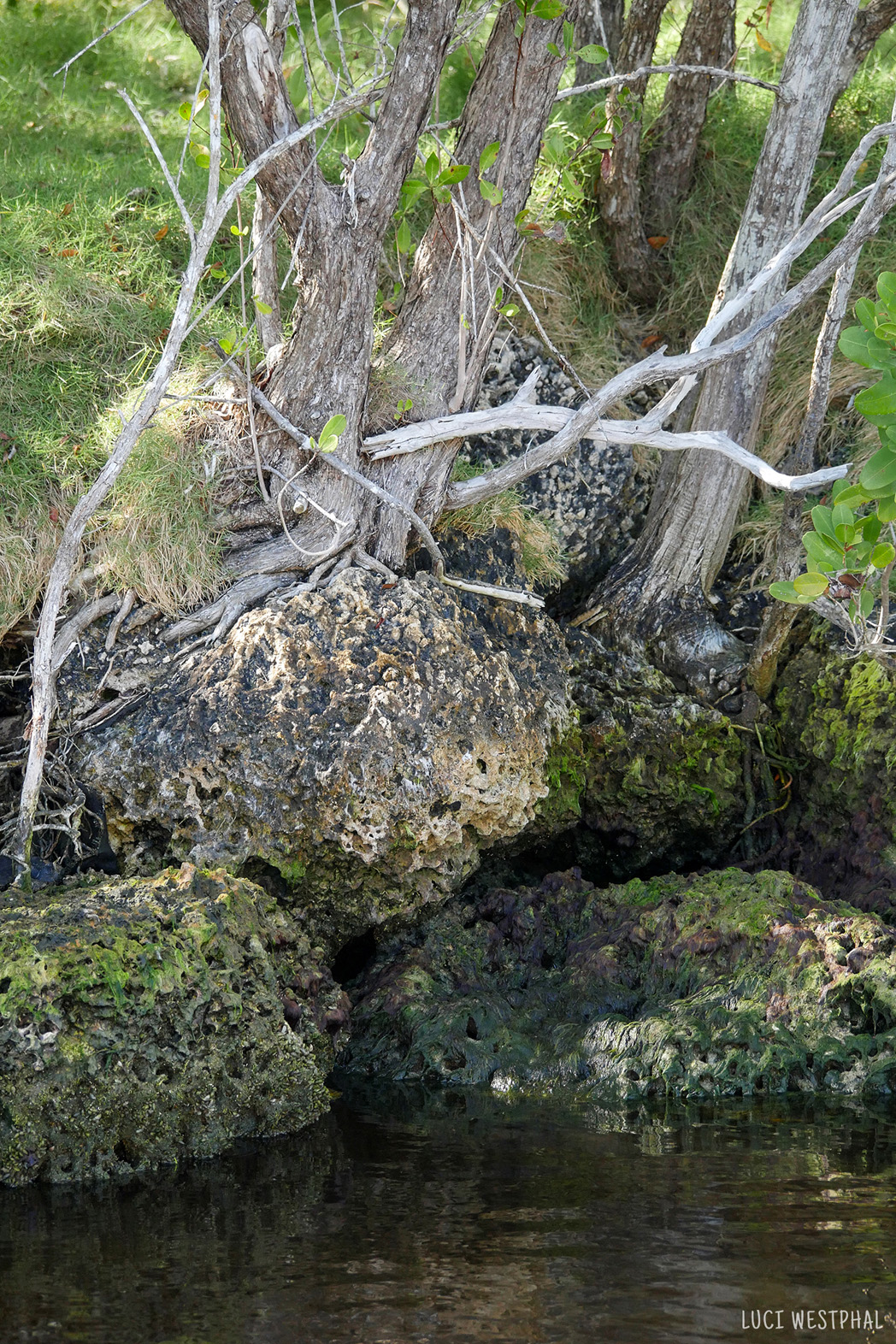 Tree holding on to rocks