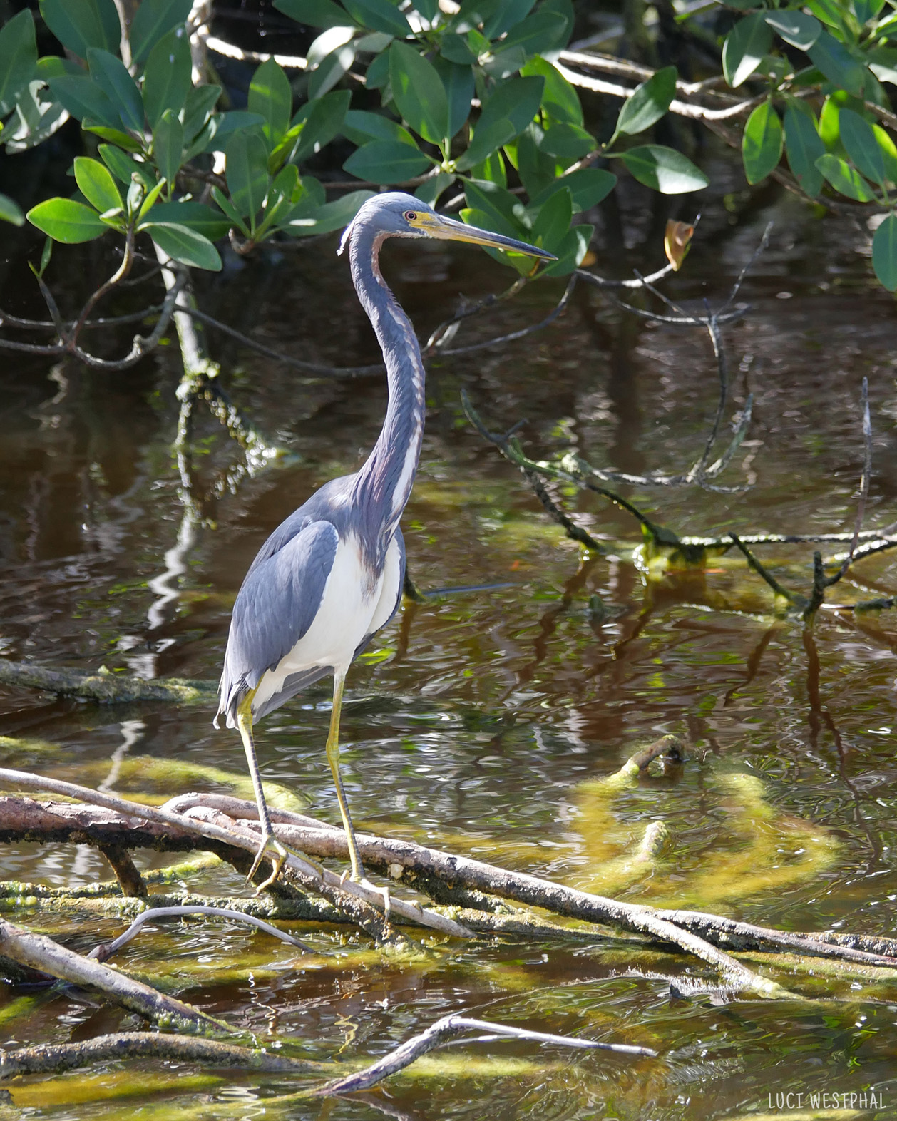 Tricolored heron in the Everglades