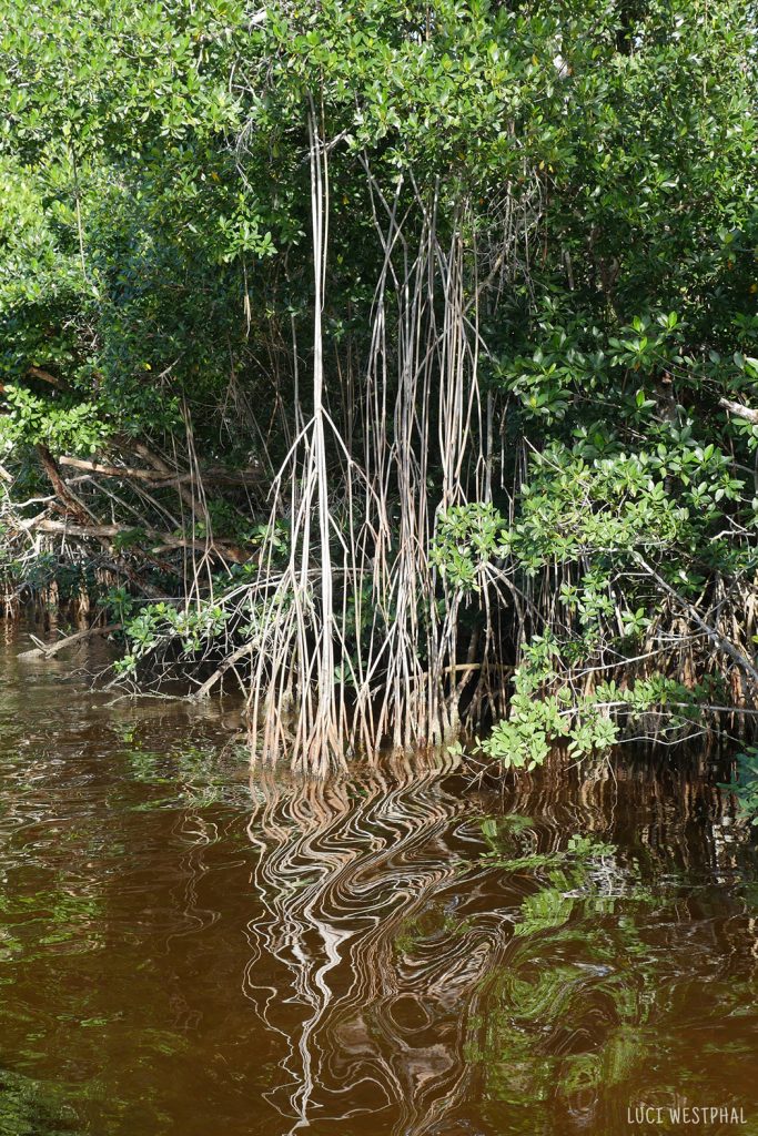 Surreal mangrove tree reflection in moving water