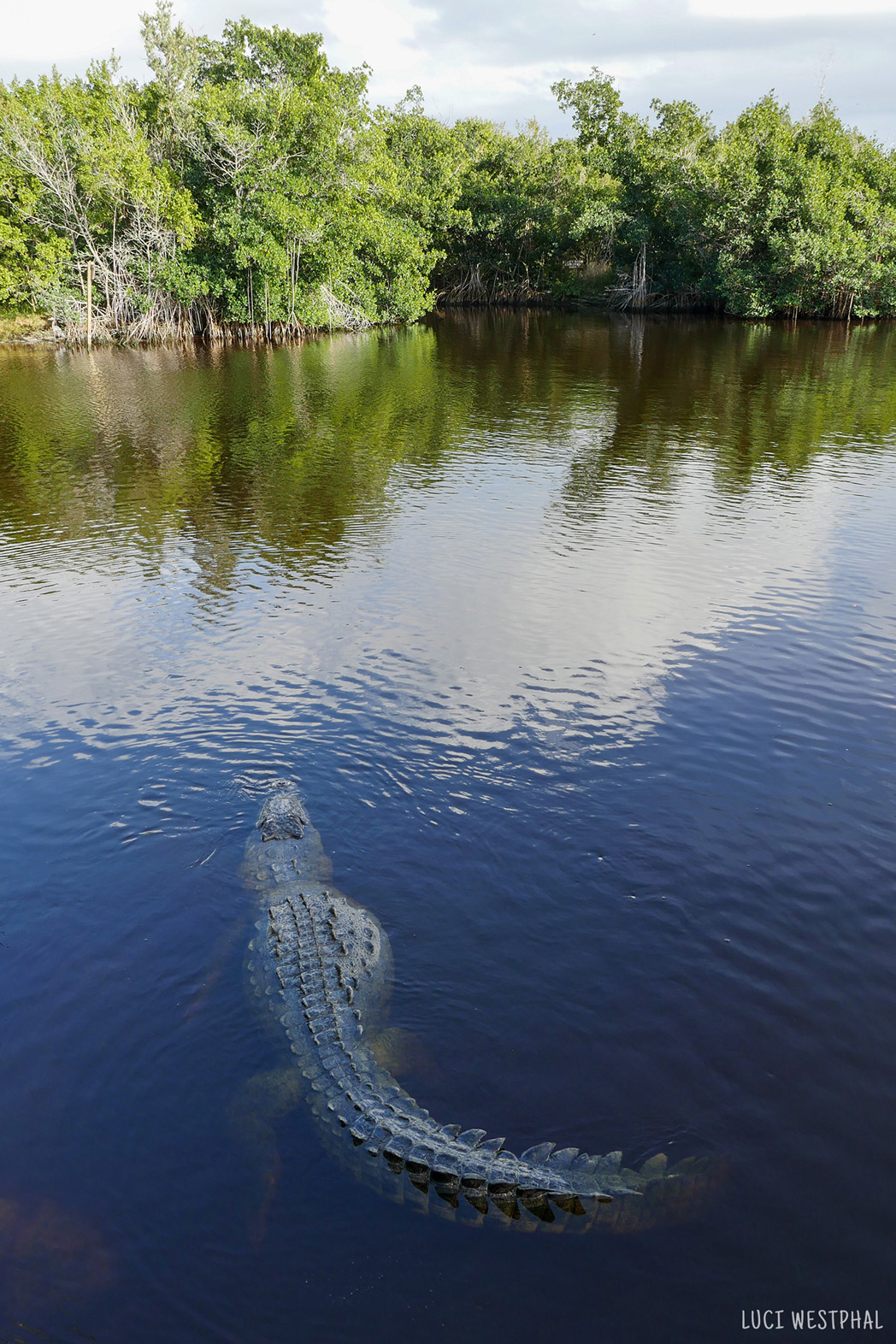 large adult crocodile cruising in Flamingo, Everglades